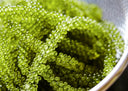FRESH Umibudo Seagrapes - Currently Out of Stock