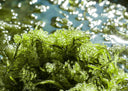 FRESH Umibudo Seagrapes - Currently Out of Stock
