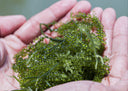 FRESH Umibudo Seagrapes - Currently Out of Stock