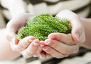 FRESH Umibudo Seagrapes - Currently Out of Stock