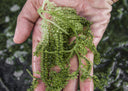 FRESH Umibudo Seagrapes - Currently Out of Stock